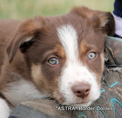 Red tri male, Smooth to medium coat, border collie puppy